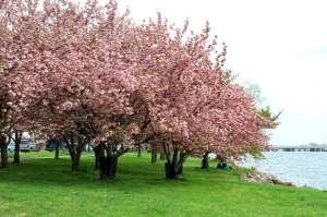 Housman Cherry Blossom