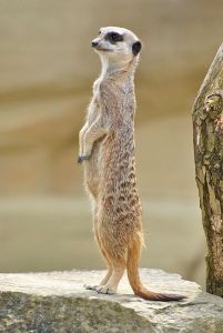 meerkat-standing-on-hind-legs